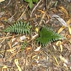 Polystichum tsus-simense 