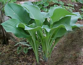 Hosta 'Krossa Regal'