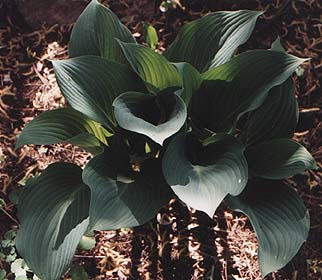 Hosta 'Krossa Regal'