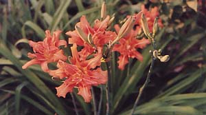 Hemerocallis 'Flore Pleno' syn. 'Kwanso'