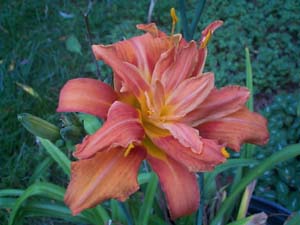 Hemerocallis 'Flore Pleno' syn. 'Kwanso'