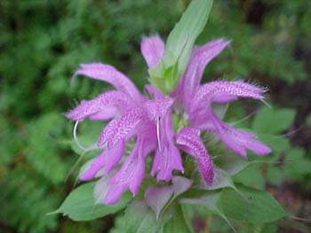 Monarda didyma 'Lambada'