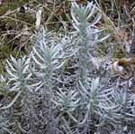 Lavandula angustifolia 