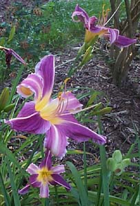 Hemerocallis 'Lavender Frolic'