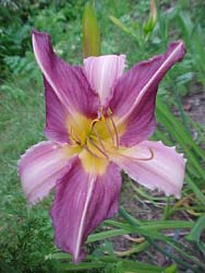 Hemerocallis 'Lavender Frolic'