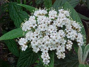 Viburnum rhytidophyllum 