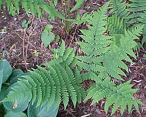 Dryopteris marginalis 