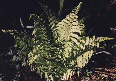 Dryopteris marginalis 