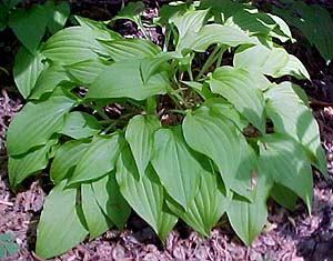 Hosta 'Lemon-Lime'