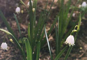 Leucojum aestivum 'Gravetye'