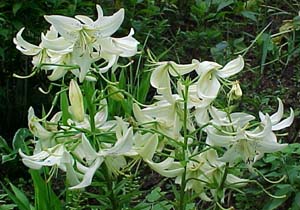 Lilium tigridum Unknown