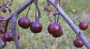 Malus 'Liset'