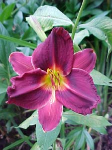 Hemerocallis 'Little Fred'