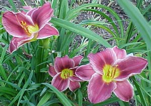 Hemerocallis 'Little Mitzie'