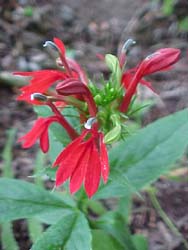 Lobelia cardinalis 