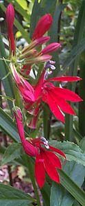 Lobelia cardinalis 