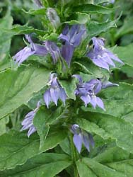 Lobelia siphilitica 