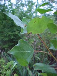 Populus nigra 