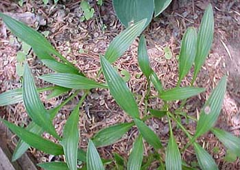 Hosta longissima 