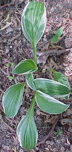 Hosta 'Louisa'