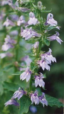 Lobelia siphilitica 