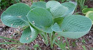 Hosta 'Love Pat'