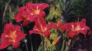 Hemerocallis 'Lusty Leland'