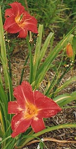 Hemerocallis 'Lusty Leland'