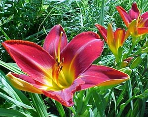 Hemerocallis 'Lusty Leland'