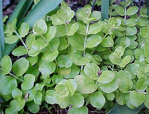 Lysimachia nummularia 'Aurea'