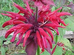 Monarda dydyma 'Mahogany'