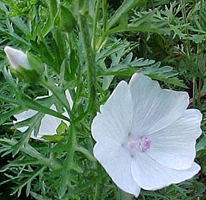 Malva moschata 'Alba'