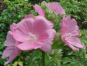 Malvia alcea Unknown