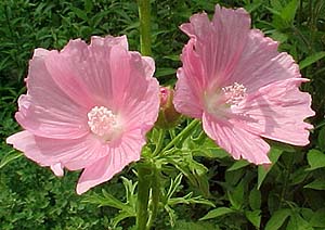 Malva alcea 'Fastigata'