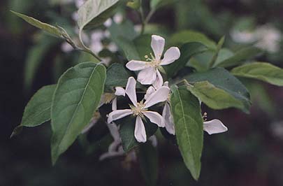 Malus Seedling