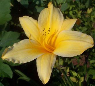 Hemerocallis 'Mary Todd'