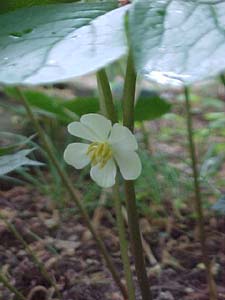 Podophyllum peltatum 