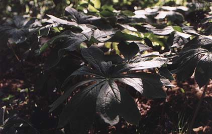 Podophyllum peltatum 