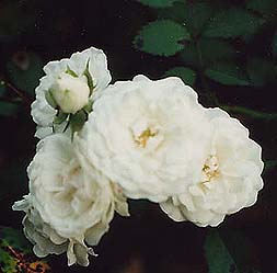 Rosa Meidiland 'Alba'