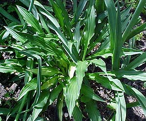 Hosta 'Medusa'