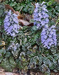 Ajuga pyramidalis 'Metallica Crispa'