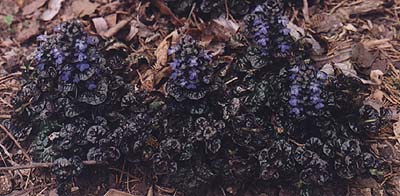 Ajuga pyramidalis 'Metallica Crispa'