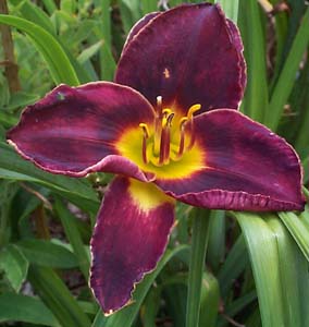 Hemerocallis 'Midnight Magic'