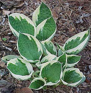 Hosta 'Minuteman'