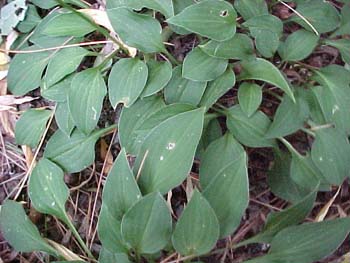 Hosta minutissima 