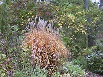 Miscanthus purpurascens 