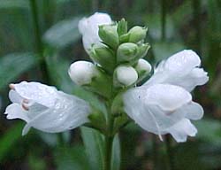 Physostegia virginiana 'Miss Manners'