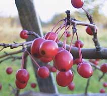 Malus 'Molten Magma'