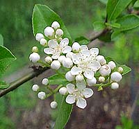 Pyracantha 'Mojave'