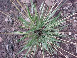 Molinia variegata 